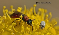 Anthrenus signatus