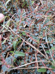 Euphorbia velleriflora