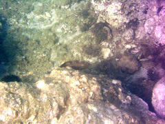 Epinephelus costae