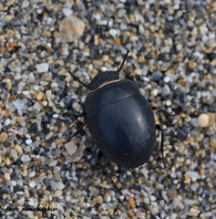 Apentanodes globosus