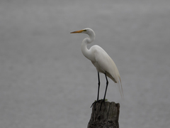 Ardea alba