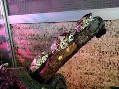 Trachycephalus resinifictrix