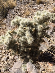 Cylindropuntia multigeniculata