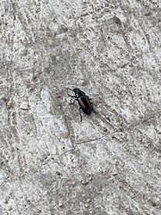 Carabidae