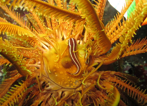 Crinoid clingfish (Discotrema crinophilum) — Gobiesocidae — 5