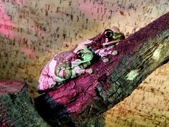 Trachycephalus resinifictrix