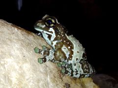 Trachycephalus resinifictrix