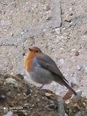 Erithacus rubecula