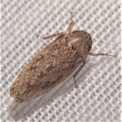 Curtara