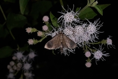 Almonia