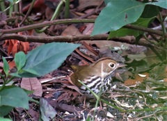 Seiurus aurocapilla image