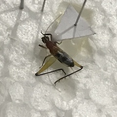 Homoeoxipha lycoides