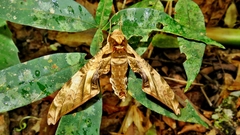 Protambulyx eurycles