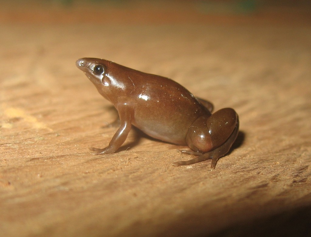Vaupes Disc Frog