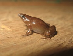 Vaupes Disc Frog photo 1