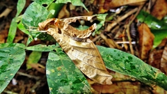 Protambulyx eurycles