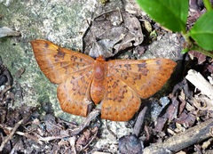 Emesis russula