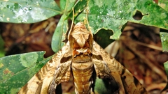 Protambulyx eurycles