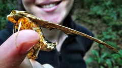 Protambulyx eurycles