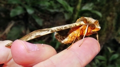 Protambulyx eurycles