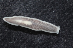 Dendrocoelum