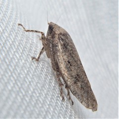 Curtara