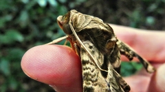 Protambulyx eurycles