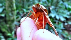 Protambulyx eurycles