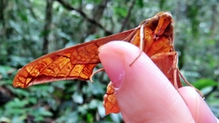 Protambulyx eurycles