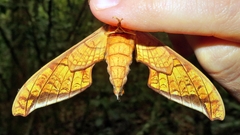 Protambulyx eurycles