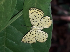 Argyrogrammana stilbe holosticta