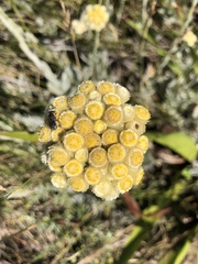 Helichrysum foetidum