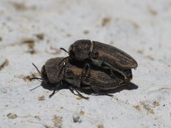 Acmaeoderella sefrensis