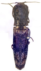 Dilobitarsus inopinus