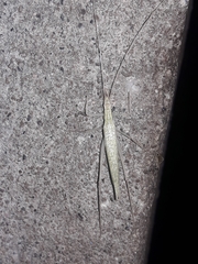 Oecanthus leptogrammus