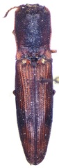 Dilobitarsus inopinus