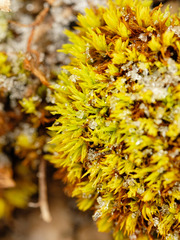 Tortella inclinata