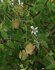 Triaspis glaucophylla