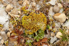 Tortella inclinata