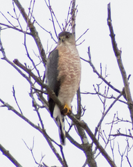 Accipiter cooperii
