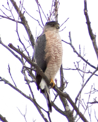 Accipiter cooperii