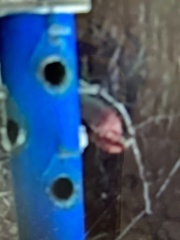 Haemorhous purpureus