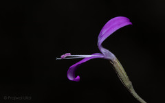 Dicliptera paniculata