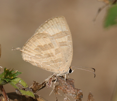 Jamides celeno celeno