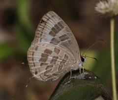 Jamides celeno celeno