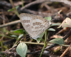 Jamides celeno celeno