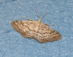 Lobocleta granitaria