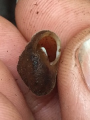 Vespericola armigera