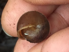 Vespericola armigera