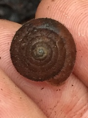 Vespericola armigera